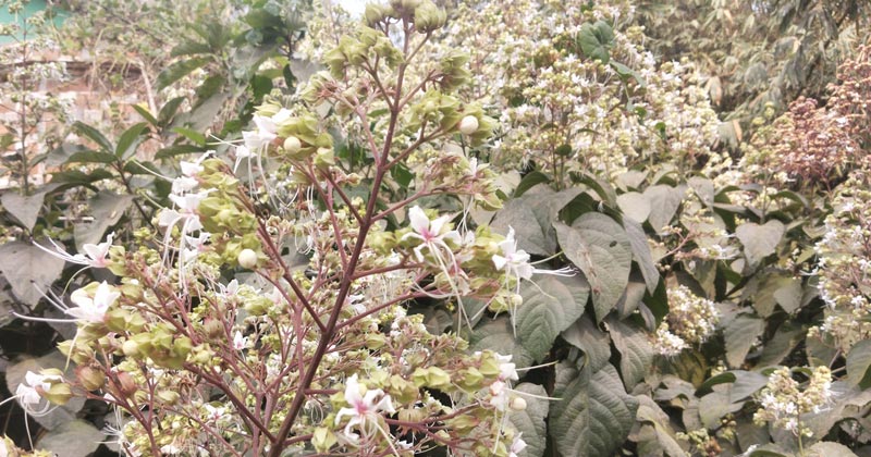 ভাঁট ফুল।