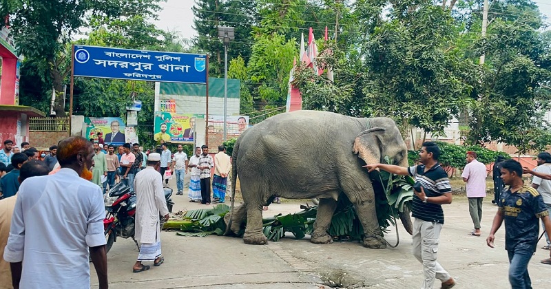 থানায় আটক হাতি